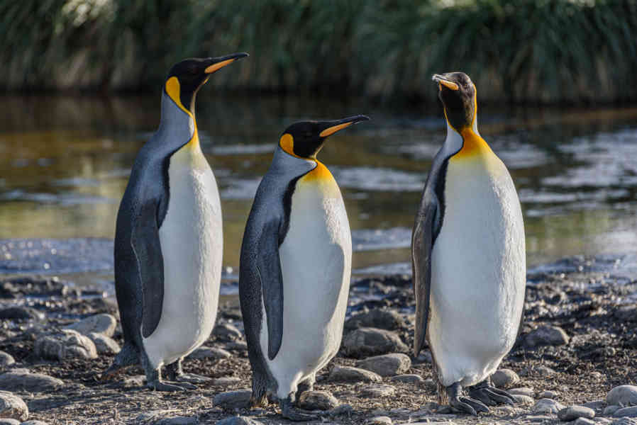Pingüino Rey - islas Georgias del Sur 066.jpg